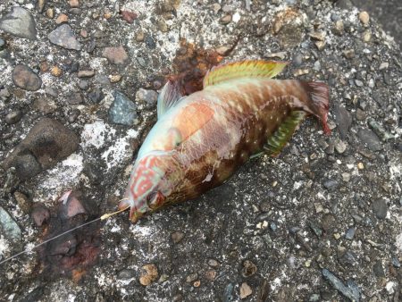 穴釣りすらもイマイチ